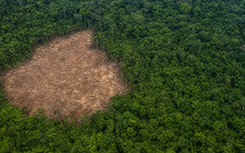 Desmatamento da Amazônia Cai 10% no 1º Semestre de 2026: Um Alívio Financeiro ou Sopro de Esperança para o Agronegócio?