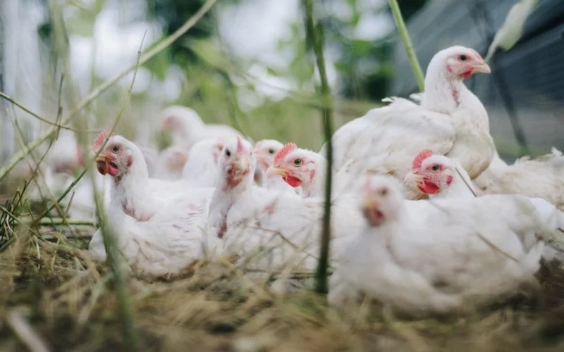Poder de Compra do Avicultor em Queda: Milho e Soja Pesam no Bolso do Produtor Brasileiro