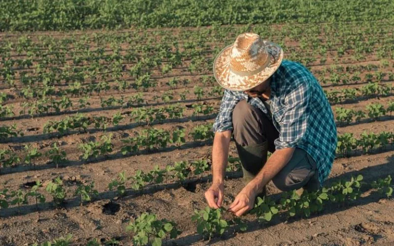 Agricultura Familiar Gaúcha: Segredo do PIB Agropecuário, Mas Jovens se Distanciam do Campo