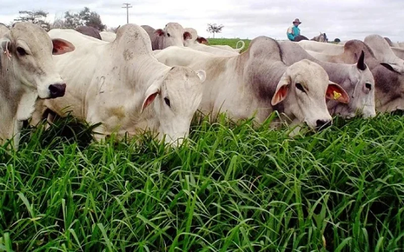 Semente de Pastagem: Investimento Inteligente que Multiplica Produtividade e Lucratividade na Pecuária