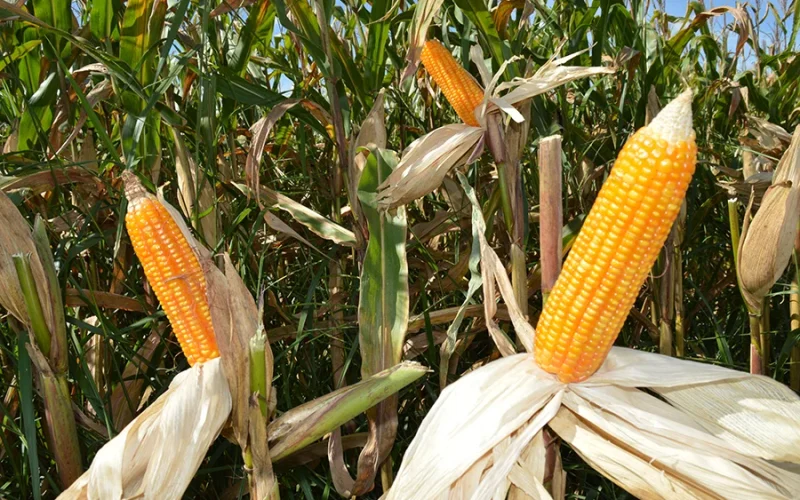 Tecnologia Revolucionária Identifica Milho Tolerante à Seca com Mais de 90% de Precisão, Prometendo Segurança Alimentar