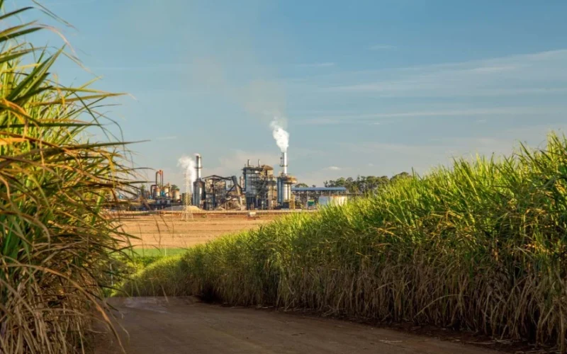 Usina de Açúcar em Baixa: Quanto Vale um Ativo Sucroalcooleiro Agora? Análise de M&A Revela Múltiplos em Queda