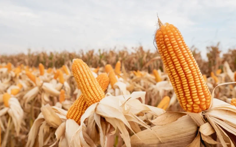Alerta Agrícola: Clima Extremo nos EUA Reduz Safra de Milho e Soja, Impactando Preços Globais