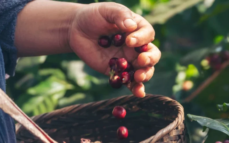 Colheita de Café no Brasil Atrasada Causa Volatilidade nos Preços Globais; Mercado Observa Qualidade e El Niño