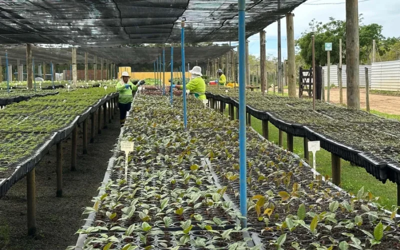 Symbiosis Busca US$ 100 Milhões Para Revolucionar Indústria Madeireira com Florestas Plantadas e Sustentabilidade