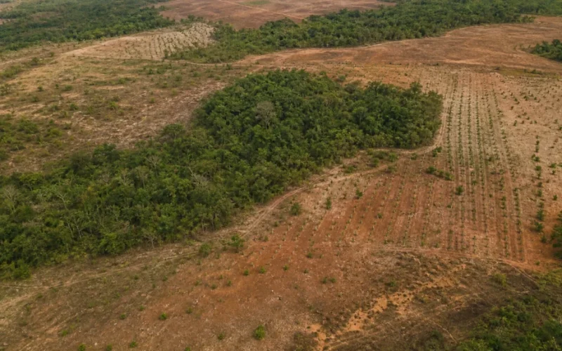 Restauração de 600 mil hectares: Projeto ambicioso mira futuro verde e lucrativo no Brasil