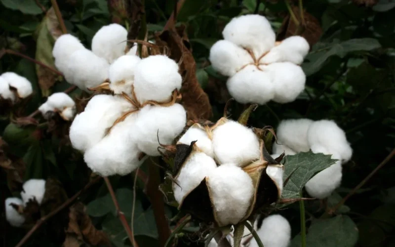 Algodão em Pluma Dispara no Mercado Interno: Alta Demanda e Cotações Externas Impulsionam Valorização