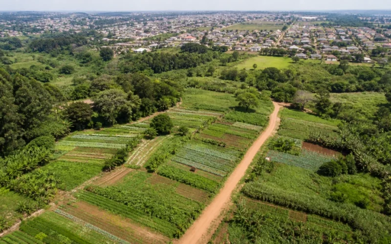 Reforma Agrária em SP: Desapropriação da Fazenda Itahyê Libera 115 Hectares para Produção Familiar e Agroecologia