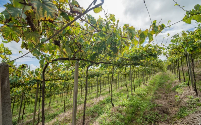 Super El Niño à Vista: Viticultores Brasileiros Implementam Manejo Estratégico para Proteger Safra de Uvas