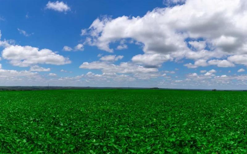 Chaco Paraguaio: A Nova Fronteira Agrícola que Atrai Investimento Brasileiro e Promete Lucros Recordes
