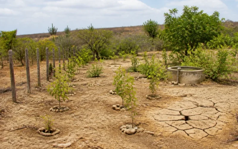 Sertão Vivo: R$ 1 Bilhão para Transformar o Semiárido e Combater a Pobreza Rural com Adaptação Climática