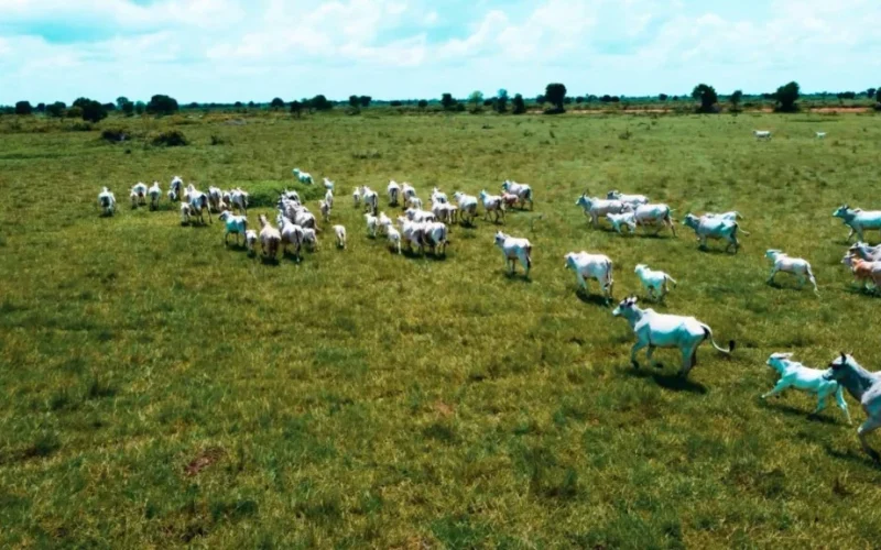 Estiagem no Brasil: Vacas, Novilhas ou Machos? Descubra Qual Categoria de Gado Exige Mais Atenção na Seca e Proteja Sua Produção