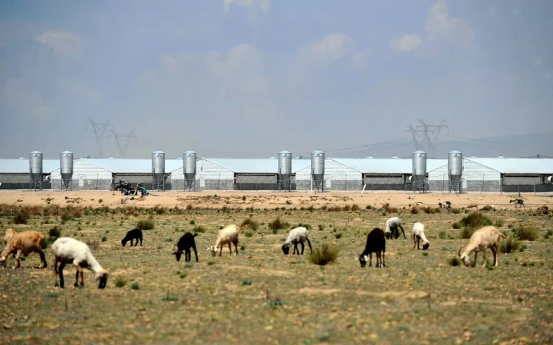Avó de 82 Anos Recusa US$ 26 Milhões em Oferta para Transformar Fazenda Histórica em Data Center Gigante