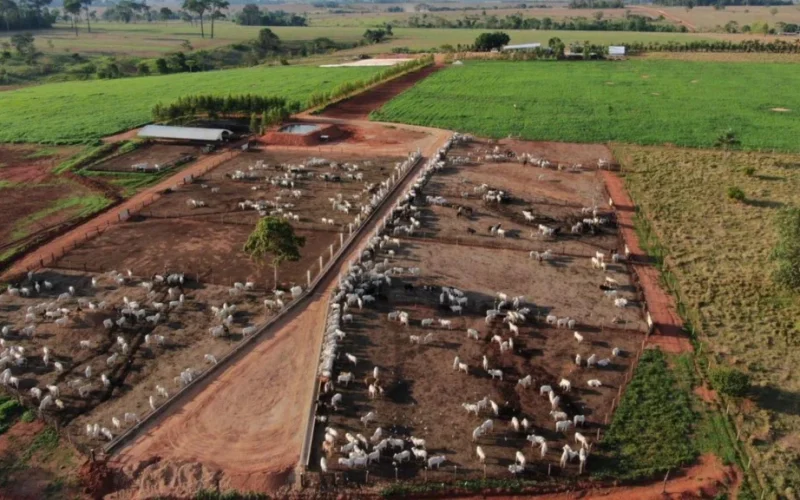 Pneumonia Bovina: A Doença Silenciosa que Devora Lucros em Confinamentos Brasileiros
