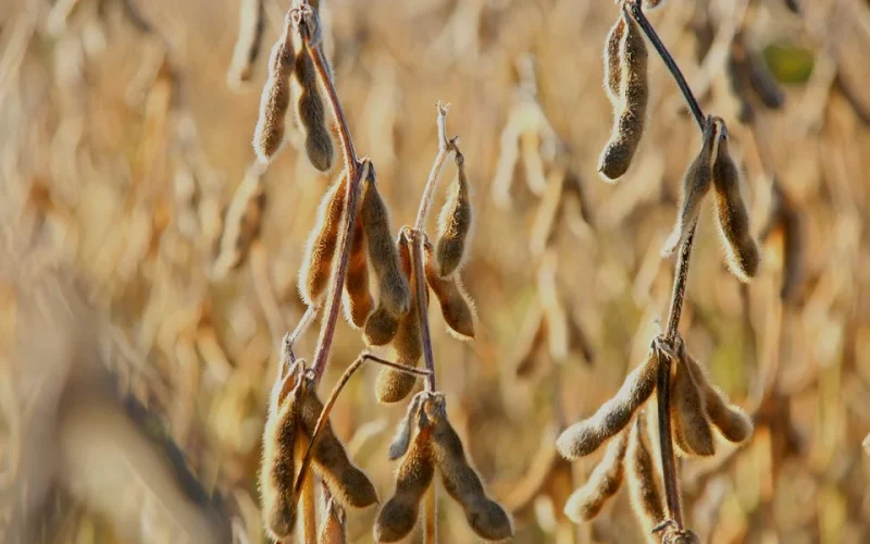 Bioinsumos: A Revolução Verde que Transforma a Agricultura Brasileira e Impulsiona Lucros na Soja e Milho