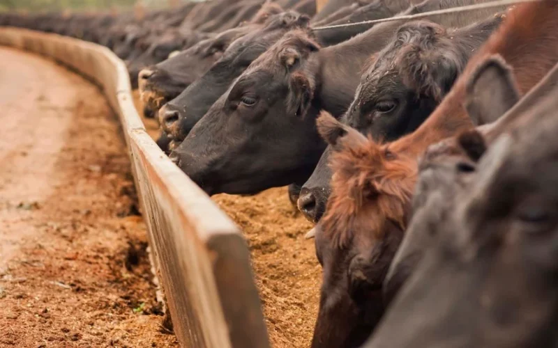 JBS Vê Alívio no Mercado de Carne Bovina dos EUA com Retorno do Gado Mexicano em 2027