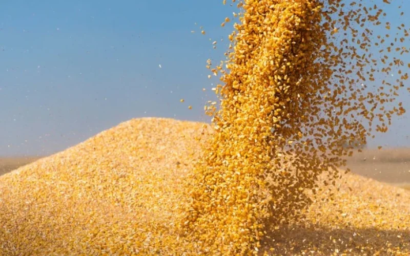 Etanol de Milho Brasileiro: Gigante em Produção, Desafio em Convencer o Mundo e Abrir Novos Mercados