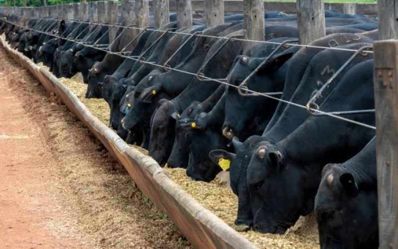 Preços da Carne Bovina no Brasil: Alta Surpreendente Ignora Fim da Cota Chinesa e Sinais de Escassez Persistem