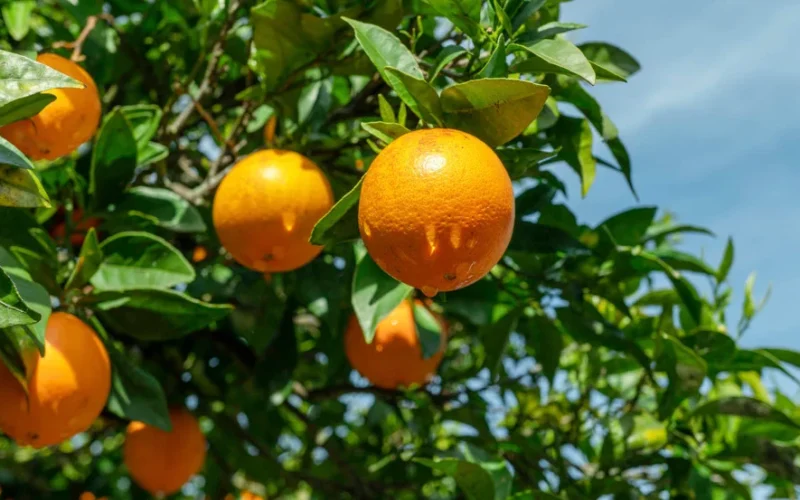 Greening Acelera Migração da Laranja: Novas Fronteiras Buscam Alívio da Doença e Custos Elevados