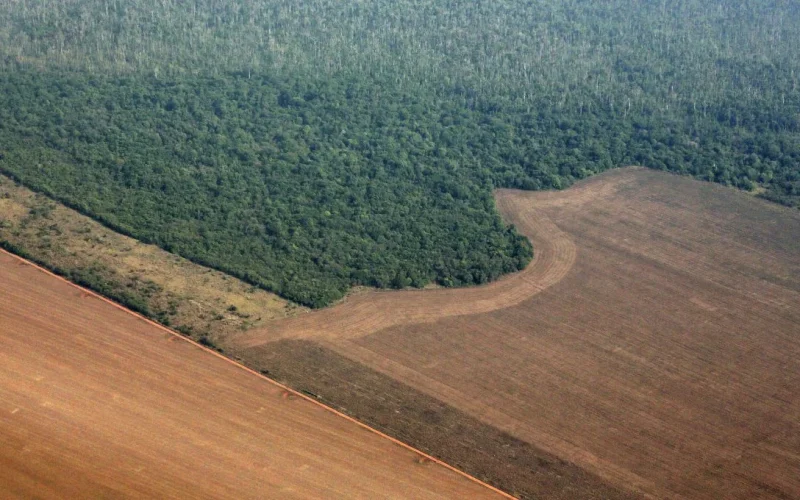 STF Libera Moratória da Soja: Tradings Eximidas de Bilhões em Indenizações e Novo Cenário para o Agronegócio Brasileiro
