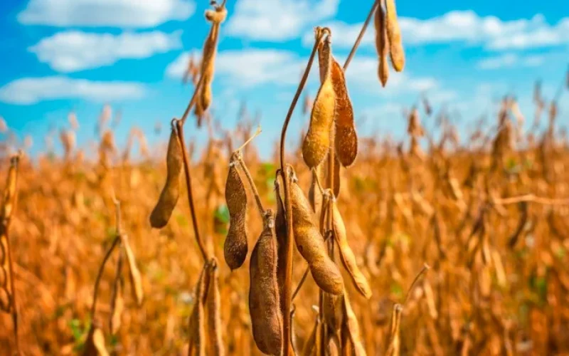 Produtor Rural Corta Gastos com Sementes de Alta Tecnologia: Boa Safra Alerta para Oferta de Soja e Preços Firmes em 2024