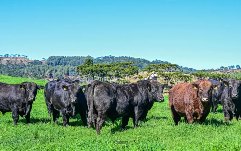 Leilões de Touros em SC: R$ 19 Mil por Animal em Médias, Descubra as Raças Mais Valorizadas em 2026!