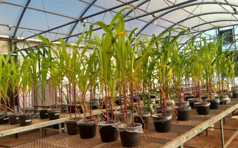 Fertilizante Biológico Revoluciona Lavouras: Aumento de Altura, Fósforo e Enxofre em Cultivos de Milho