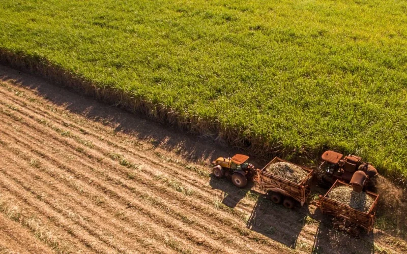 A Virada do Açúcar em Agosto: Índia Volta a Comprar e Mercado Antecipa Déficit Global em 2026/27