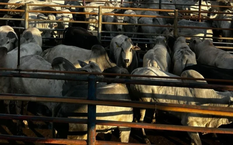 Boi Gordo a R$ 335: Oferta Baixa Sustenta Preços e Desafia Frigoríficos em Meio a Mercado Cauteloso