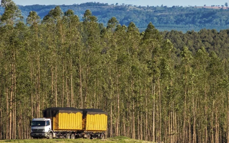 FS Florestal Inova com FIDC de R$ 200 Milhões para Impulsionar Produtores de Eucalipto e Cadeia de Biomassa