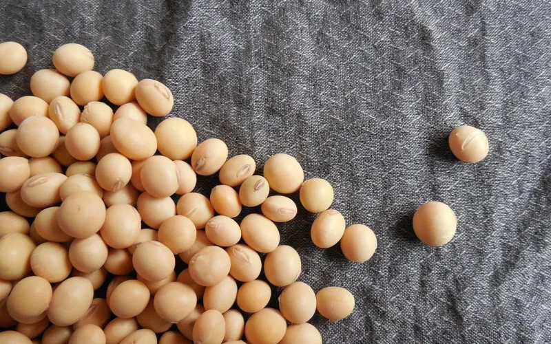 Soja Dispara em Chicago com Dados de Safra Americanos Fracos; Preços Reagem no Brasil