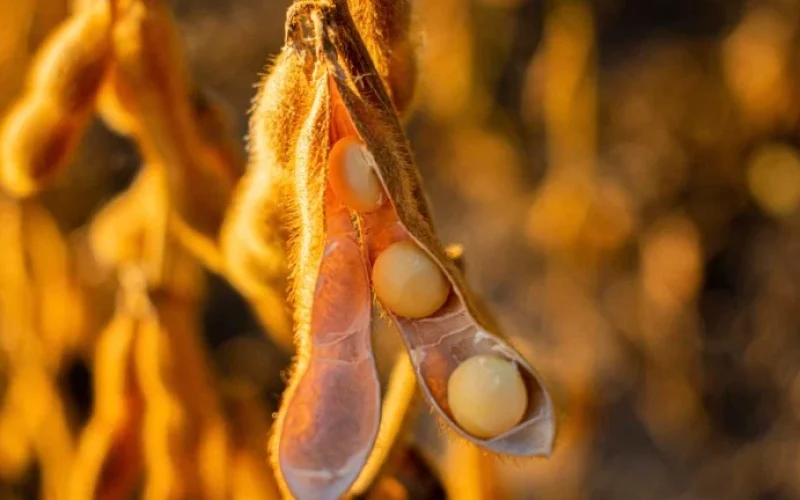 Ciclo da Soja em Virada? Estoques Apertados e Demanda Forte Impulsionam Preços Rumo a R$ 12 por Bushel