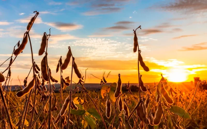 Soja em Alta? Início da Virada de Ciclo para 2026/27 Traz Oportunidades e Desafios Para o Agro Brasileiro