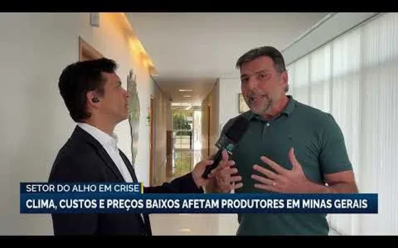 Crise no Alho Mineiro: Produtores em Alerta Máximo Diante de Clima e Custos que Ameaçam o Setor