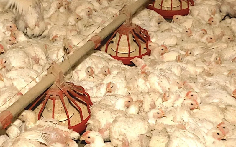 Frango em Baixa e Insumos em Alta: A Squeeze Financeira Que Abalou Avicultores em Agosto
