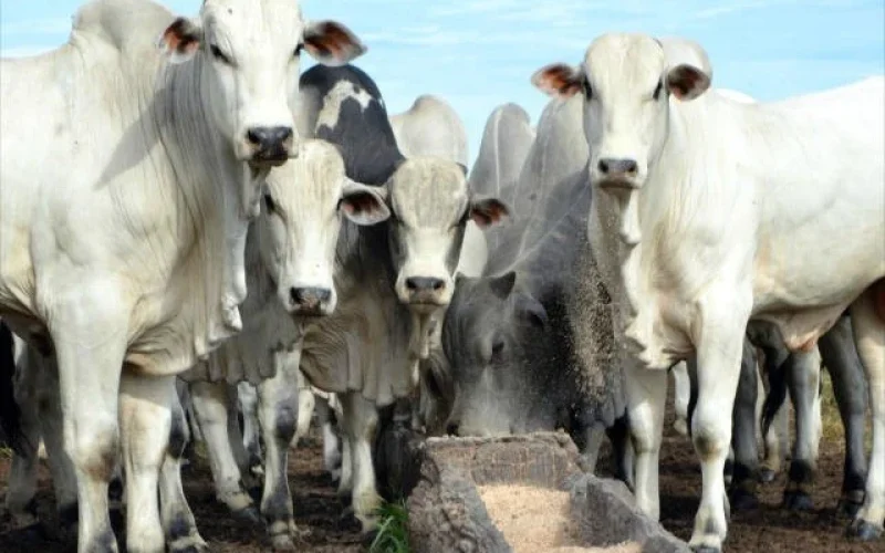 Gado de Corte no Brasil: Descubra a Raça Bovina Ideal para Maximizar seus Lucros e Eficiência na Produção