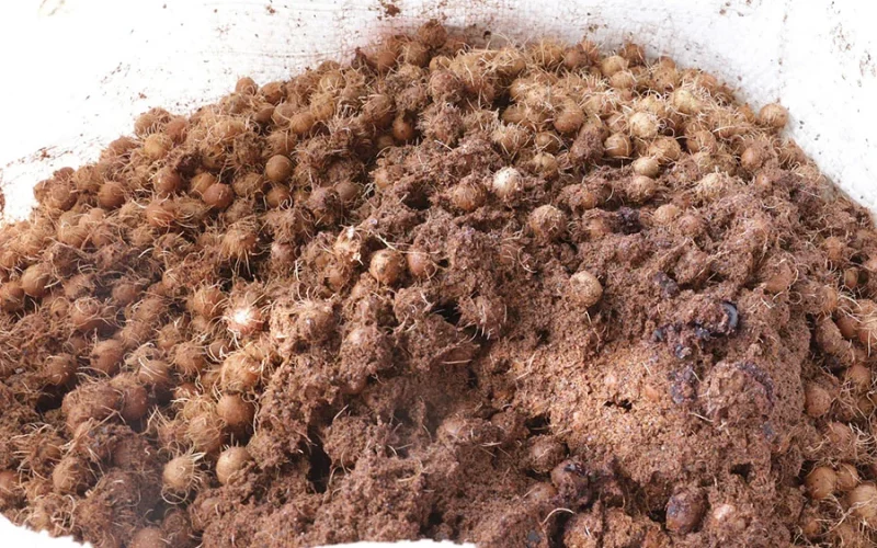 Caroço de Açaí: Inovação Brasileira Transforma Resíduo em Nanofertilizante Revolucionário com Crescimento de 164% no Sorgo