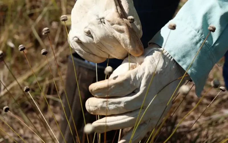 Redescoberta Botânica em Minas Gerais: Plantas Raras Resurgem Após Décadas e Revelam Potencial para Biodiversidade e Pesquisa