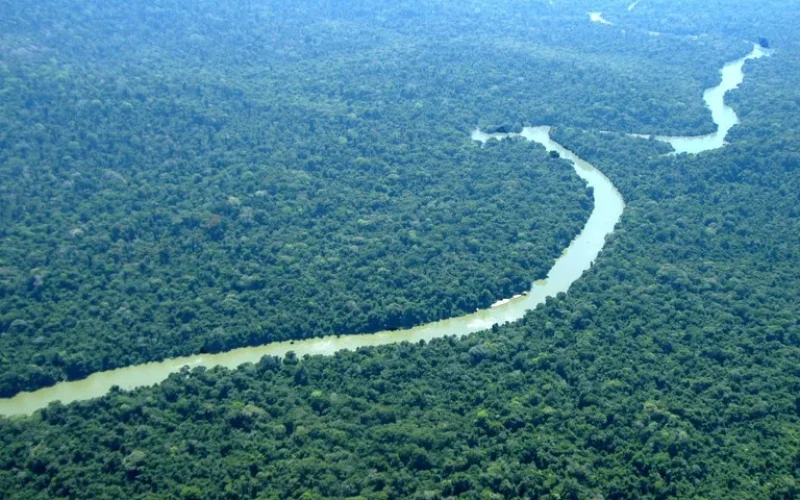 Amazônia: 15-25 Espécies de Árvores Dão Nova Chance à Floresta Após Desmatamento, Revela Estudo Crucial