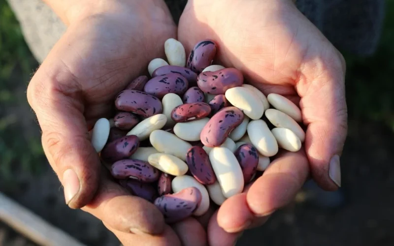 Feijão do Futuro: Como o Próximo Governo Pode Garantir Segurança Alimentar e Renda para Produtores