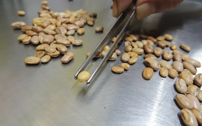 Feijão Quebrado Vira Proteína Premium: Revolução na Indústria Alimentícia Brasileira e Oportunidades de Investimento