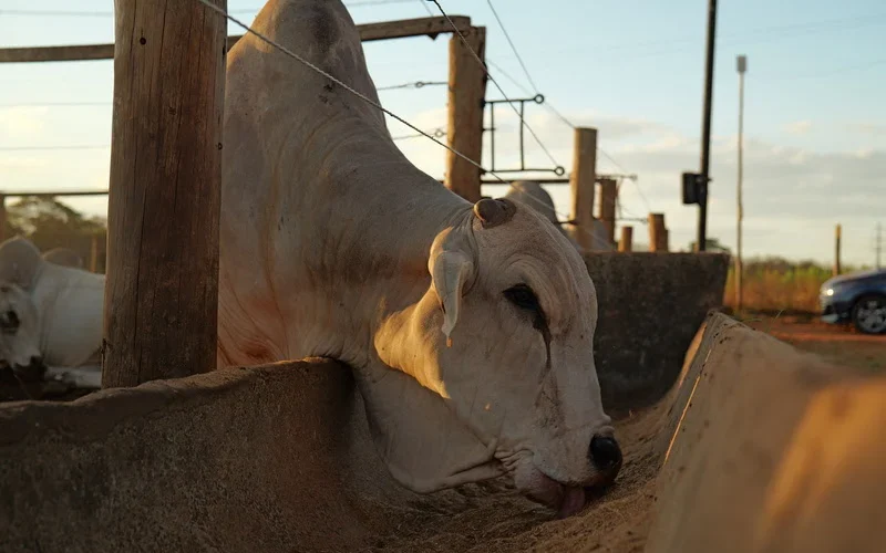DDGS de Sorgo: A Nova Fronteira na Nutrição Animal que Promete Revolucionar Custos e Competitividade da Pecuária Brasileira
