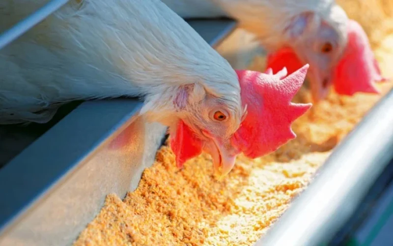 El Niño Ameaça Lucros da Indústria de Frango: Entenda os Riscos e as Estratégias de Proteção do Setor Avícola Brasileiro