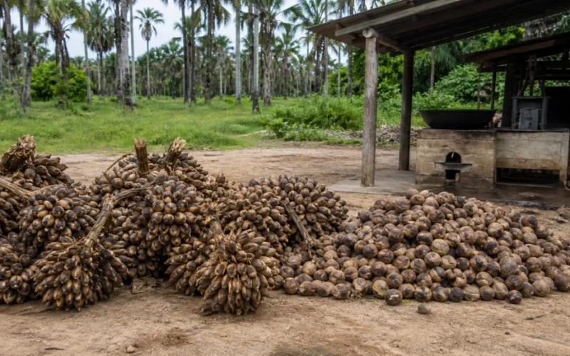 Quebradeiras de Coco Babaçu no Maranhão: Ministra do MDA Visita Comunidade e Impulsiona Valorização Econômica