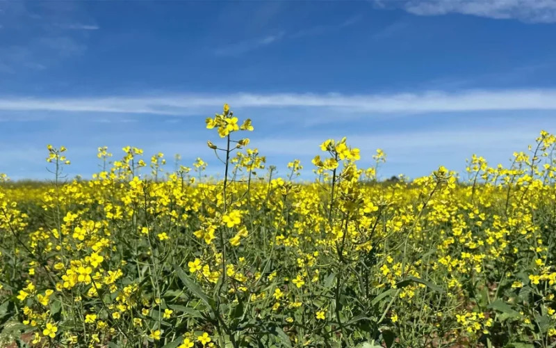Canola: A Revolução Amarela no Rio Grande do Sul Impulsionada pelo Biodiesel e Novas Oportunidades Agrícolas
