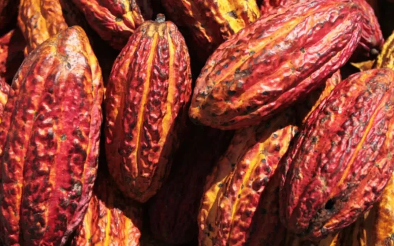 Cacau Dispara em Londres a Máxima de 3 Semanas: Café e Açúcar Também Movimentam Mercado