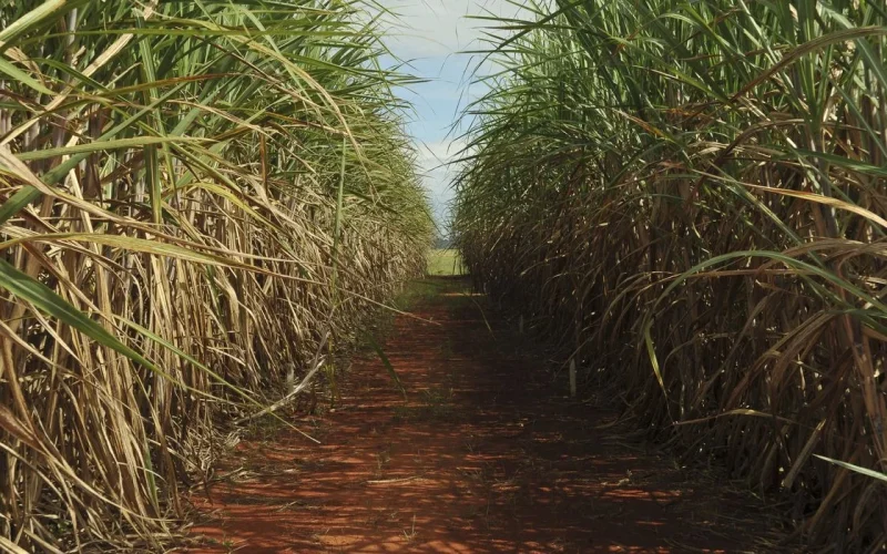 Eco Invest Brasil: Conselho Monetário Nacional Eleva Remuneração e Abre Caminhos para Mais Financiamento Ecológico