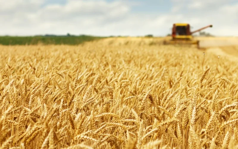Trigo Dispara: Tensão no Mar Negro Leva Preços a Máxima de 3 Anos e Alerta o Mercado Global