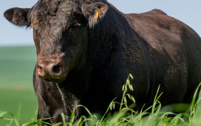 Rio Grande do Sul Ganha Indicador Próprio para o Preço do Boi Gordo: Impacto e Oportunidades para o Mercado Pecuário