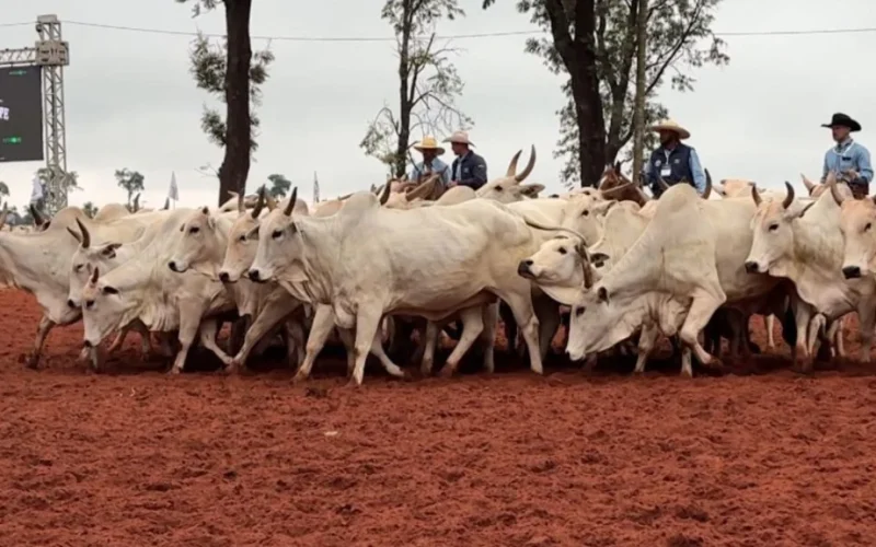 Arroba do Boi em Agosto: Queda e Esperança de Recuperação em Setembro com Fatores Chave para o Mercado